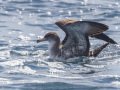 Pink-footed Shearwater - Buena Vista Audubon and San Diego Pelagics 12 hour pelagic birding trip on the Grande, San Diego Trough. 9/22/2019