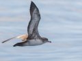 Pink-footed Shearwater - Buena Vista Audubon and San Diego Pelagics 12 hour pelagic birding trip on the Grande, San Diego Trough. 9/22/2019
