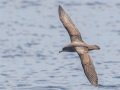 Pink-footed Shearwater - Buena Vista Audubon and San Diego Pelagics 12 hour pelagic birding trip on the Grande, San Diego Trough. 9/22/2019