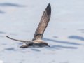 Pink-footed Shearwater - Buena Vista Audubon and San Diego Pelagics 12 hour pelagic birding trip on the Grande, San Diego Trough. 9/22/2019