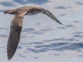 Pink-footed Shearwater - Buena Vista Audubon and San Diego Pelagics 12 hour pelagic birding trip on the Grande, San Diego Trough. 9/22/2019