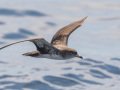 Pink-footed Shearwater - Buena Vista Audubon and San Diego Pelagics 12 hour pelagic birding trip on the Grande, San Diego Trough. 9/22/2019