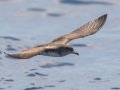 Pink-footed Shearwater - Buena Vista Audubon and San Diego Pelagics 12 hour pelagic birding trip on the Grande, San Diego Trough. 9/22/2019