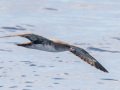 Pink-footed Shearwater - Buena Vista Audubon and San Diego Pelagics 12 hour pelagic birding trip on the Grande, San Diego Trough. 9/22/2019