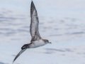 Pink-footed Shearwater - Buena Vista Audubon and San Diego Pelagics 12 hour pelagic birding trip on the Grande, San Diego Trough. 9/22/2019