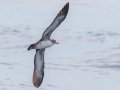 Pink-footed Shearwater - Buena Vista Audubon and San Diego Pelagics 12 hour pelagic birding trip on the Grande, San Diego Trough. 9/22/2019