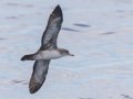 Pink-footed Shearwater - Buena Vista Audubon and San Diego Pelagics 12 hour pelagic birding trip on the Grande, San Diego Trough. 9/22/2019