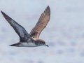 Pink-footed Shearwater - Buena Vista Audubon and San Diego Pelagics 12 hour pelagic birding trip on the Grande, San Diego Trough. 9/22/2019