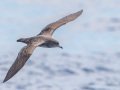 Pink-footed Shearwater - Buena Vista Audubon and San Diego Pelagics 12 hour pelagic birding trip on the Grande, San Diego Trough. 9/22/2019