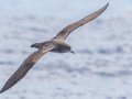 Pink-footed Shearwater - Buena Vista Audubon and San Diego Pelagics 12 hour pelagic birding trip on the Grande, San Diego Trough. 9/22/2019