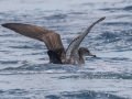 Pink-footed Shearwater - Buena Vista Audubon and San Diego Pelagics 12 hour pelagic birding trip on the Grande, San Diego Trough. 9/22/2019