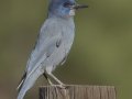 Pinyon Jay
