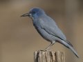 Pinyon Jay
