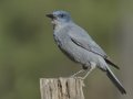 Pinyon Jay