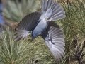 Pinyon Jay