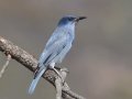 Pinyon Jay