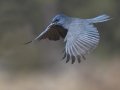 Pinyon Jay