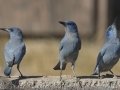 Pinyon Jay