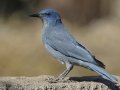 Pinyon Jay
