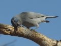 Pinyon Jay