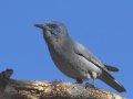 Pinyon Jay