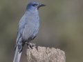 Pinyon Jay