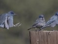 Pinyon Jay