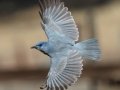 Pinyon Jay
