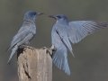 Pinyon Jay