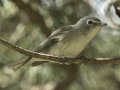 Plumbeous Vireo