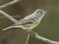 Plumbeous Vireo
