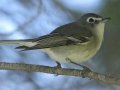 Plumbeous Vireo