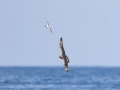 Pomarine Jaeger chasing a Common Tern - Buena Vista Audubon pelagic trip - H & M Landing