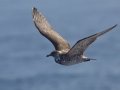 Pomarine Jaegar