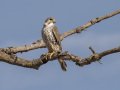 Prairie Falcon - Ramona Grasslands Preserve, Wildflower Loop, November 6, 2019