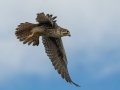 Prairie Falcon - Ramona Grasslands Preserve, January