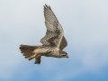 Prairie Falcon - Ramona Grasslands Preserve, January