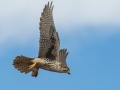 Prairie Falcon