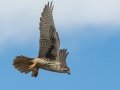 Prairie Falcon - Ramona Grasslands Preserve, January