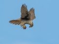 Prairie Falcon - Ramona Grasslands Preserve, January