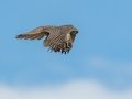 Prairie Falcon - Ramona Grasslands Preserve, January