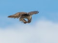 Prairie Falcon