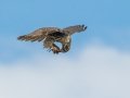 Prairie Falcon - Ramona Grasslands Preserve, January