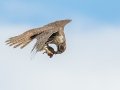 Prairie Falcon - Ramona Grasslands Preserve, January