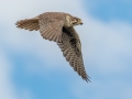 Prairie Falcon