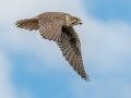 Prairie Falcon - Ramona Grasslands Preserve, January