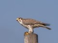 Prairie Falcon - Ramona Grasslands Preserve, January