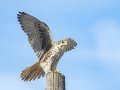 Prairie Falcon - Ramona Grasslands Preserve, January