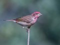 Purple Finch - Palomar Mountain State Park, San Diego, California, 2/23/2016