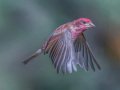 Purple Finch - Palomar Mountain State Park, San Diego, California, 2/23/2016